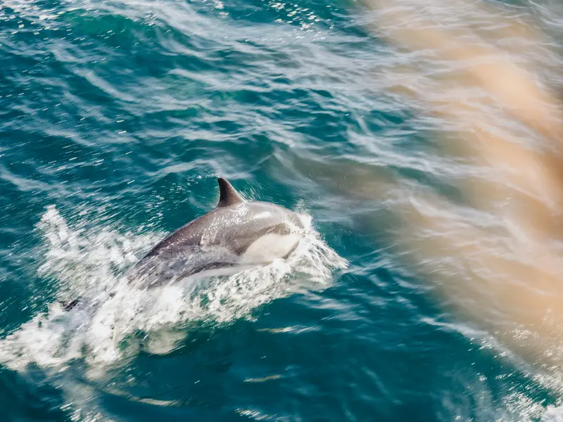 Dolphin and seal cruise